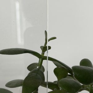 Steel Design – connex čirý
